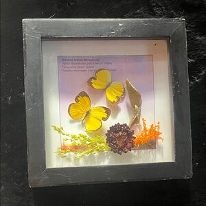 Framed Butterfly and Floral Art